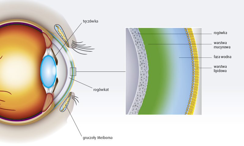 Diagram: oko i nienaruszony film łzowy